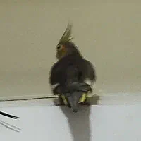عروس هلندی سینامون ماده