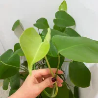 گل خیلی پر برگ انجیری خاک تازه