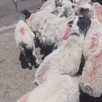 ۲۳ راس میش