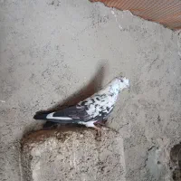 ۳ تا کبوتر نر پرشی بشرط و جفت کن دو طبقه