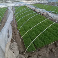 تیم علی کاظمی باکسی ۱۰۰ تومن