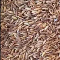 چلتوک عنبربو