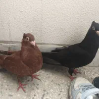 جفت کفتر جوجه صرب
