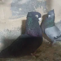 نر زاغ صرب و سبز حرفه ای