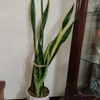 گل طبیعی زیبا سانسوریا