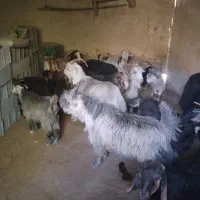 بز بزغاله