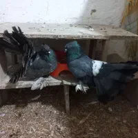 کبوتر دم چتری شامپیون معاوضه با عروس هلندی