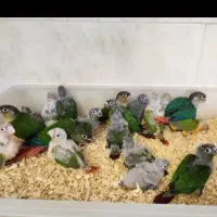 گرینچییگ های  سرلاکی در همه رنگ باتست جنسیت