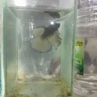 سلام داداشان دیواری ماهی حراج شد تخفیف زیبایی