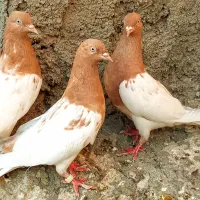 دو جفت نرماده کله زرد عطیقه کم یاب