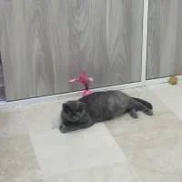 فروش اسکاتیش