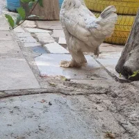 مرغ پاپری