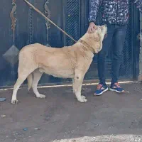 بز خان
