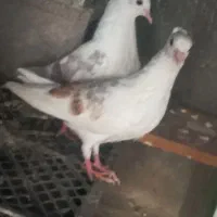 کفتر دوکت