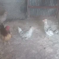 نیمچه خروس گلین