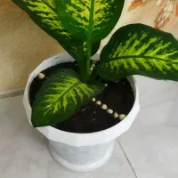 گل دیفن|گل و گیاه طبیعی|مشهد, منزل آباد|دیوار