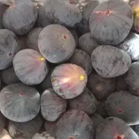 انجیر سیاه با کیفیت صادراتی