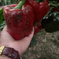 استخدام تکنسین و کارگر و نیروی مرد برای گلخانه