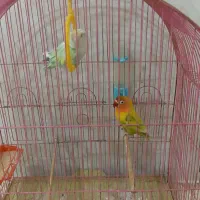 پرنده|پرنده|میاندوآب, |دیوار