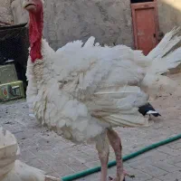 بوقلمون بیوتی