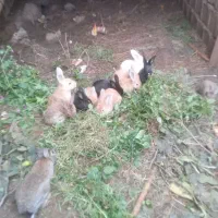 خرگوش جوان نر و ماده