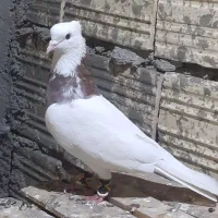 طوقی
