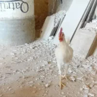 دوتا مرغ ویک خروس