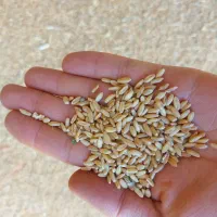 خریدوفروش گندم.جو.لوبیا