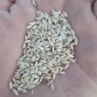 دانه کتان قوش دنی