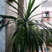 گل پاندانوس لبه خنجری