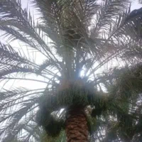 اجاره 2 عدد درخت خرما مضافتی