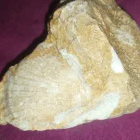 فسیل صدف قدیمی