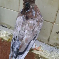 جوجه سرور کاکلی نر ۵پر به کنار