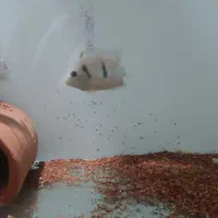 کریبنسیس.کوتری بلو ای