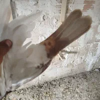 سینه|پرنده|مشهد, پرکندآباد|دیوار