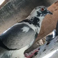 کبوتر