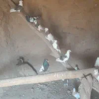 کبوتر  کاشمر