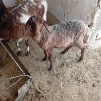 2عددبره شیر سبک ترکی و قزل افشار