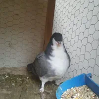 کبوتر دمگیر مفلق جیر کناری تر آفتاب نخورده