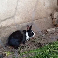 خرگوش