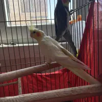 عروس هلندی مولد به شرط
