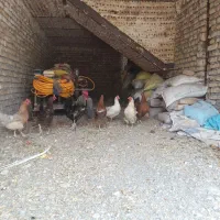 مرغ تخمی جوان 7 عدد