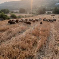 فروش گله گوسفند ۴۰ تایی