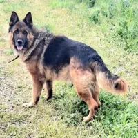 ی جفت ژرمن شپرد