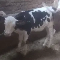 اراس‌گوساله‌سیمنتال‌درجه‌یک‌مادرش‌۵۰کیلو‌شیر‌مید