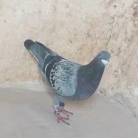 پلاکی|پرنده|ایلام, |دیوار