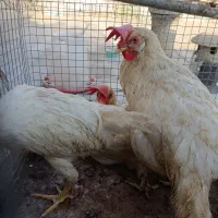 خروس و مرغ سفید