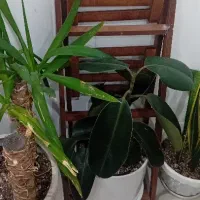 استند گل