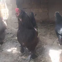 تخم مرغ نطفه دار ،جوجه خروس وباری ومرغ