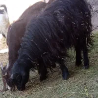 یدونه نر دوتا ماده